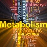 Metabolism