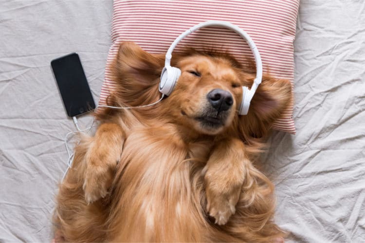 Soft music for sales puppies