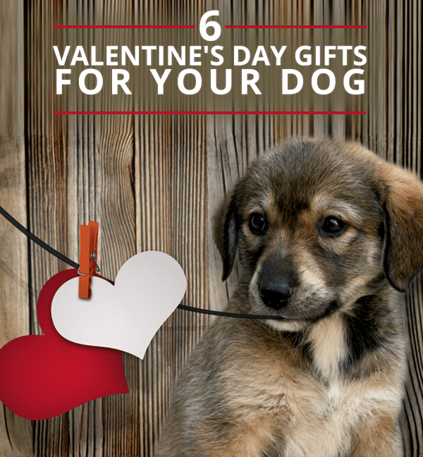 6 Valentine's Day Gifts for Your Dog