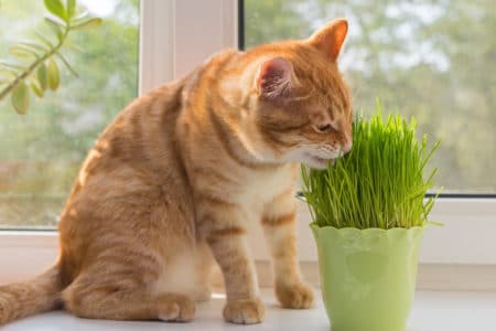 How to Grow Catnip for Your Furry Feline