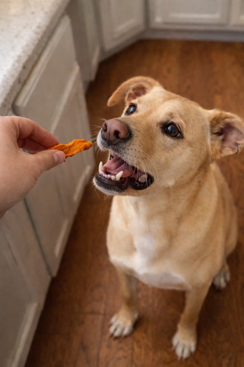 Dog getting a homemade sweet potato dog treat